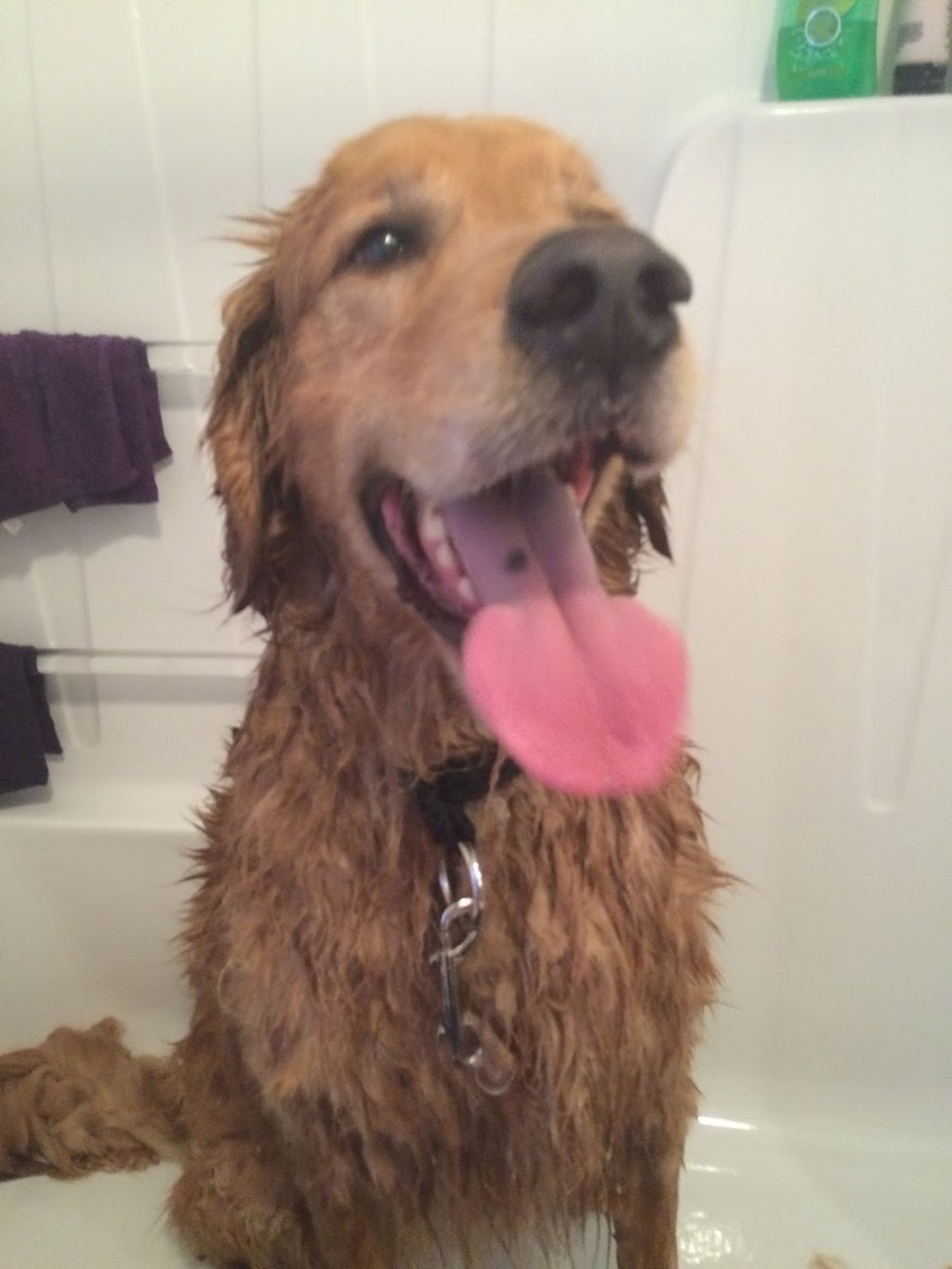 Toilettage chez Puncho | 111 Rue des Pins, Ange-Gardien, QC J0E 1E0, Canada | Phone: (514) 757-6760