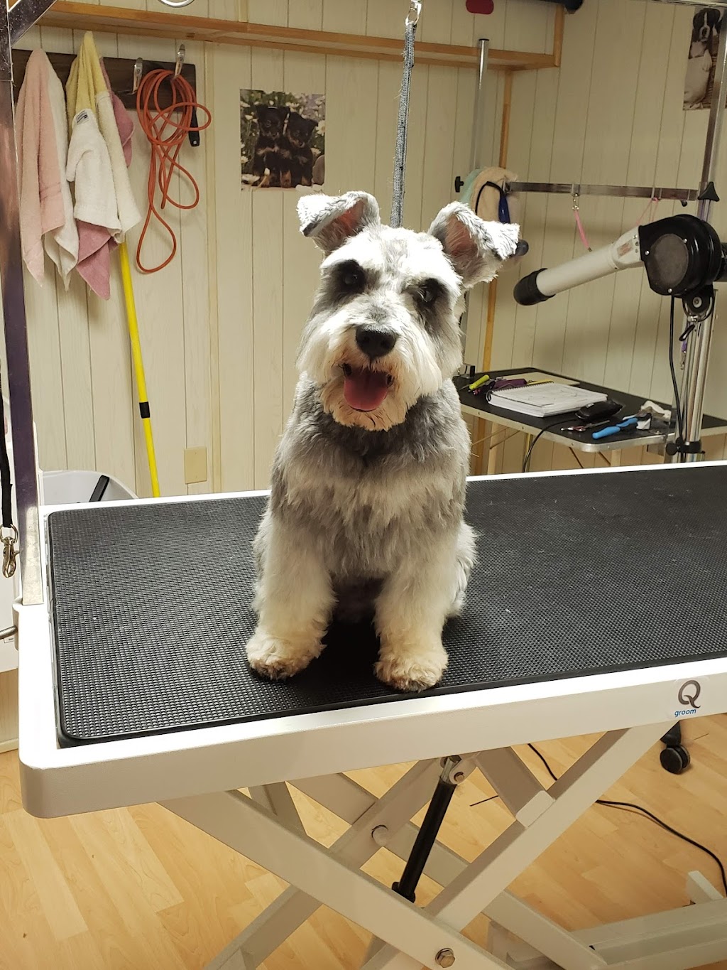Classic K-9 Cuts | 5308 Route 895, Colpitts Settlement, NB E4J 2Z4, Canada | Phone: (506) 850-6721