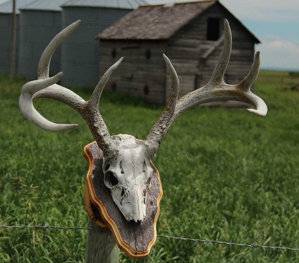 Prairie Flight and Fur Taxidermy | Box 94, Jansen, SK S0K 2B0, Canada | Phone: (306) 365-7721