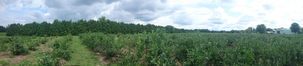Berry Wood Acres | 846413 Township Rd 9, Bright, ON N0J 1B0, Canada | Phone: (519) 535-7887