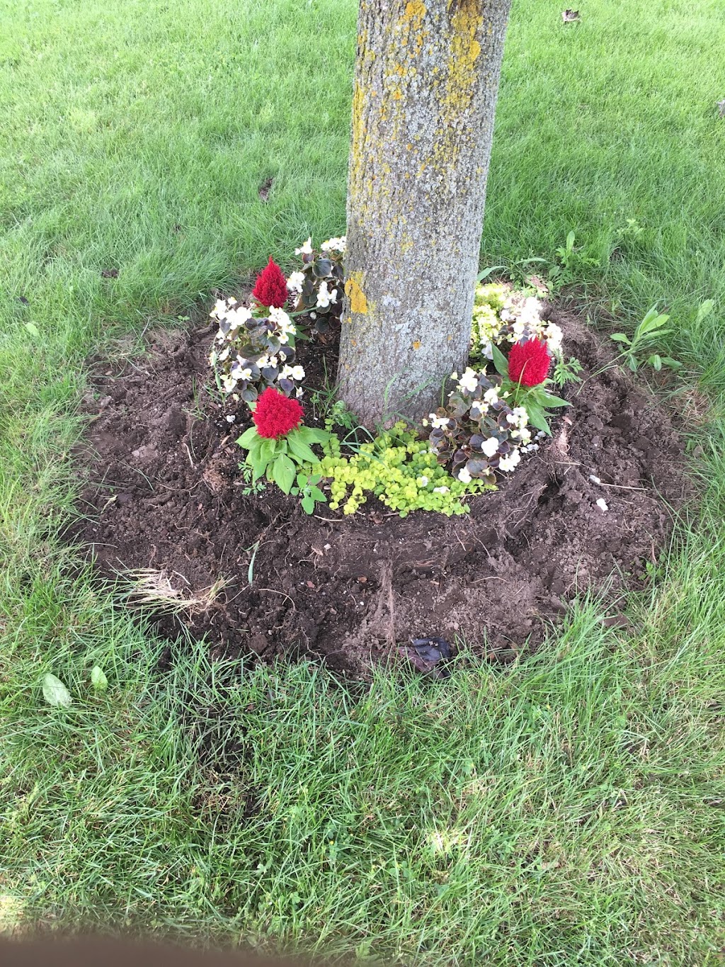 Ultimate Tree Service | 15656 Kennedy Rd, Caledon Village, ON L7C 2H7, Canada | Phone: (905) 757-8733