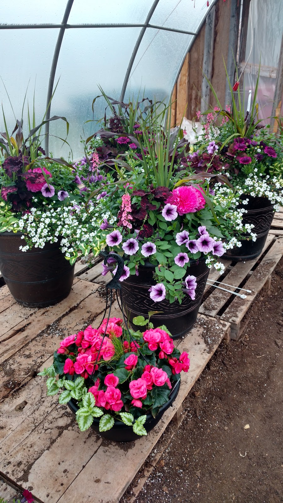 Johns Greenhouses Ltd. | 559 South Dr, Summerside, PE C1N 3Z6, Canada | Phone: (902) 436-3568