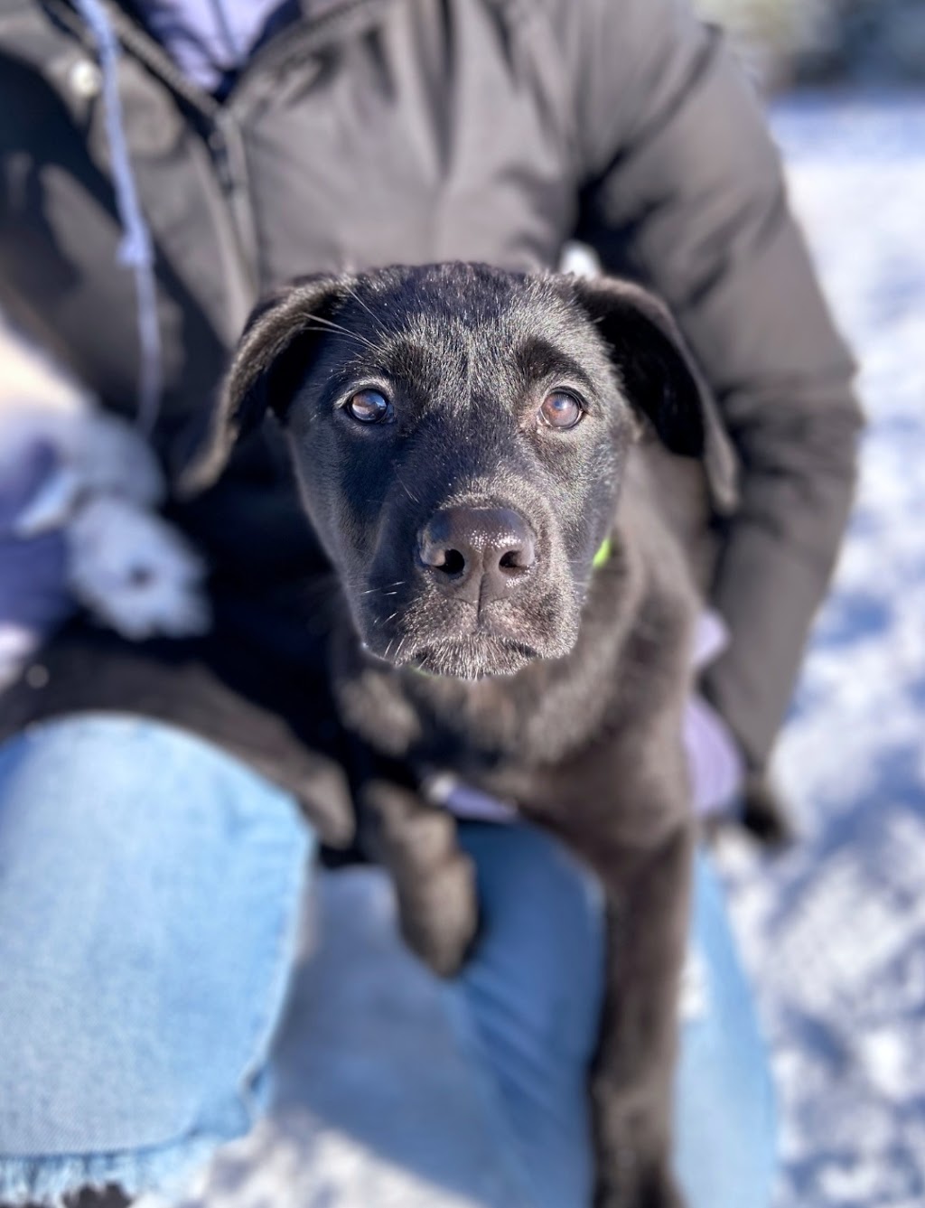 Rain or Shine Dog Walking | 36 Sydenham Wells, Barrie, ON L4M 6R4, Canada | Phone: (705) 717-7360