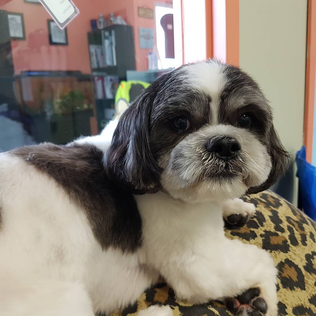 All About Grooming | 727 Speedvale Ave W, Guelph, ON N1K 1E6, Canada | Phone: (519) 824-2724