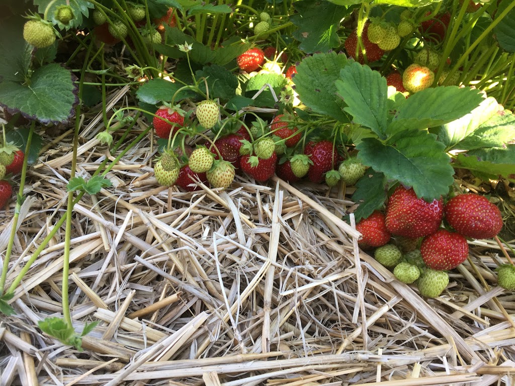 Fruitière Mario Nadeau | 2347 Chem. des Bois Francs E, Thetford Mines, QC G6H 3C8, Canada | Phone: (418) 335-7979