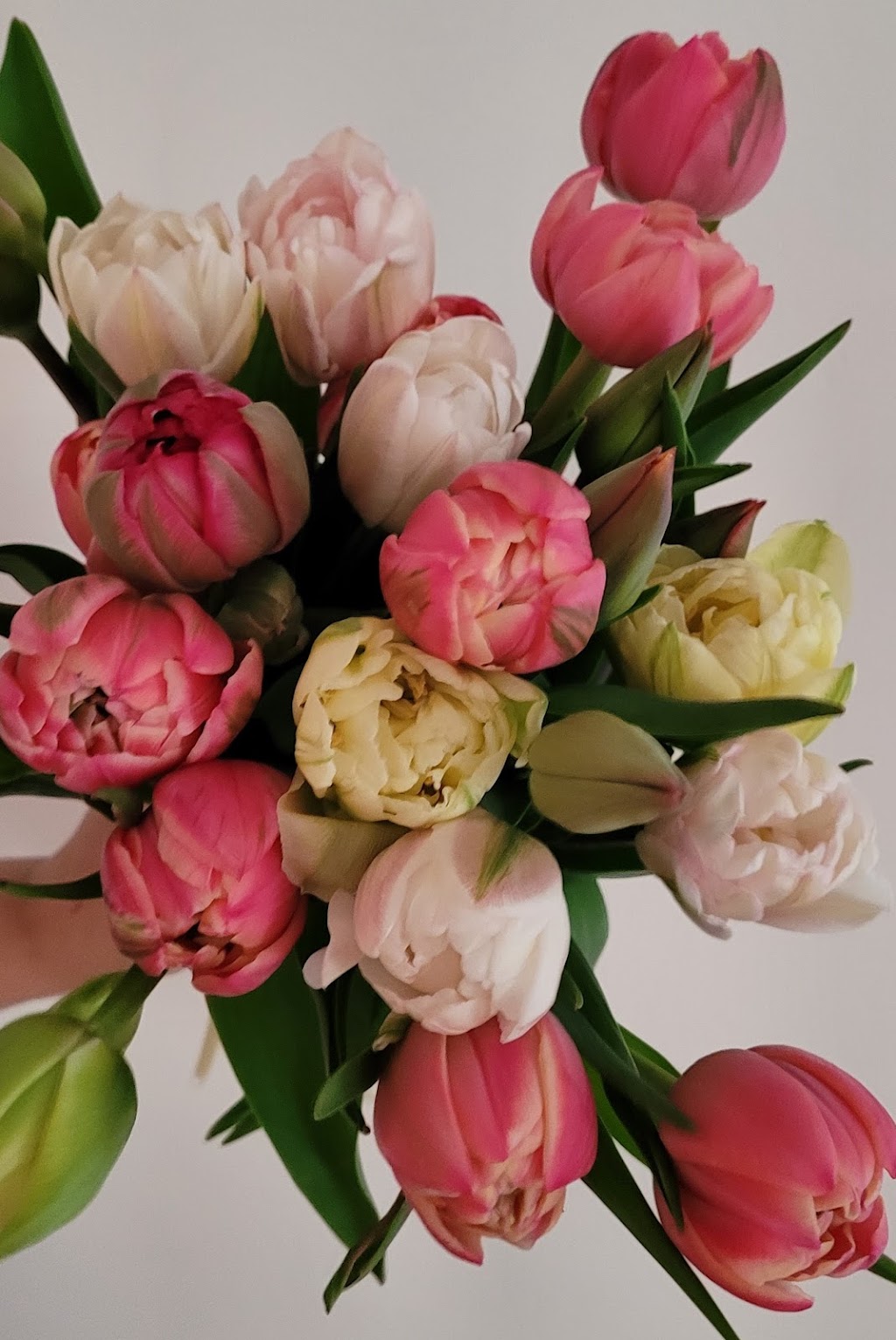 Amalia Blooms | Albert St, Norwich, ON N0J 1P0, Canada | Phone: (519) 774-3780
