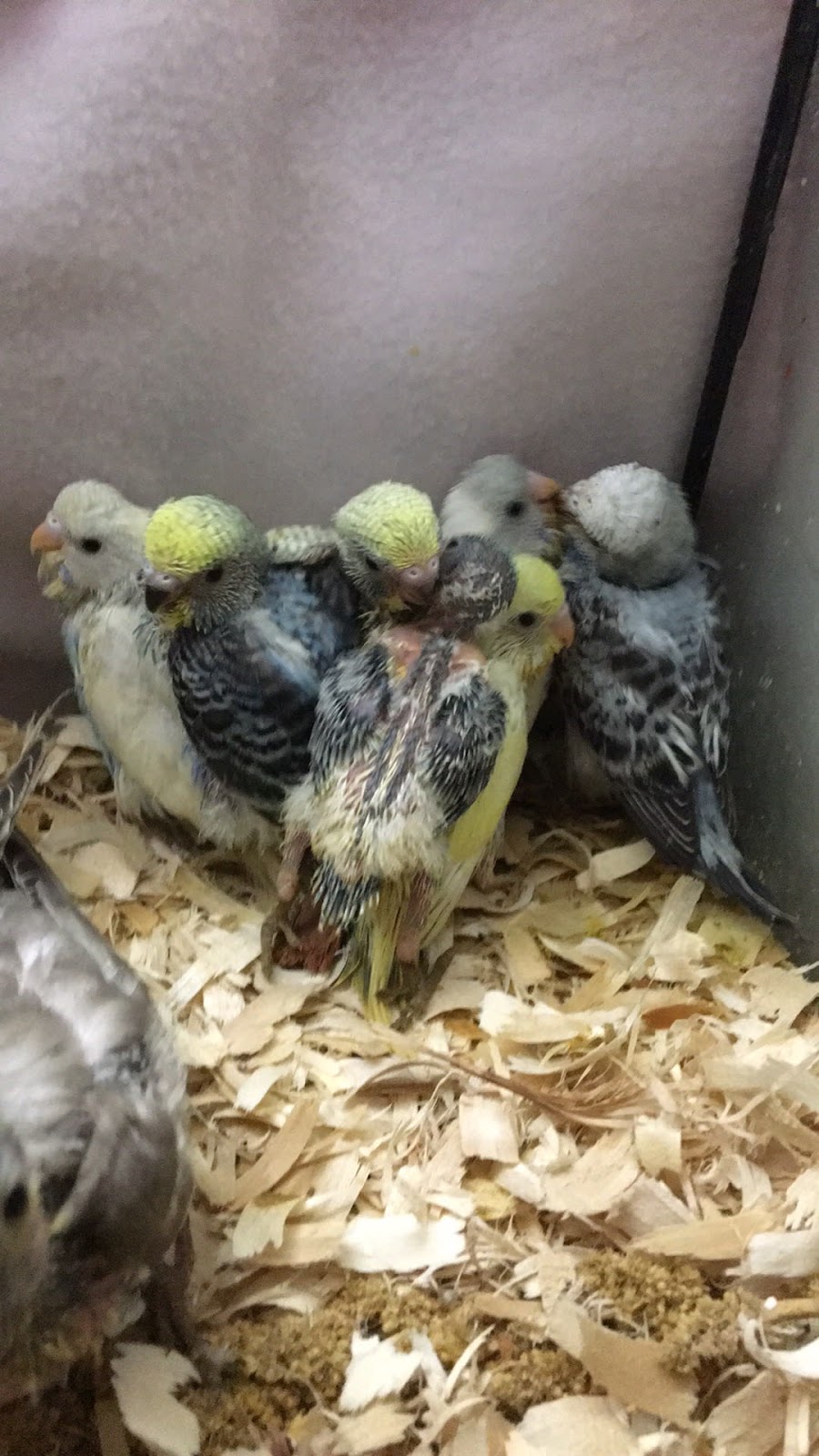 It’s A Bird’s Life Aviary | 14 Williams Lake Rd, Halifax, NS B3P 1S5, Canada | Phone: (902) 209-0300