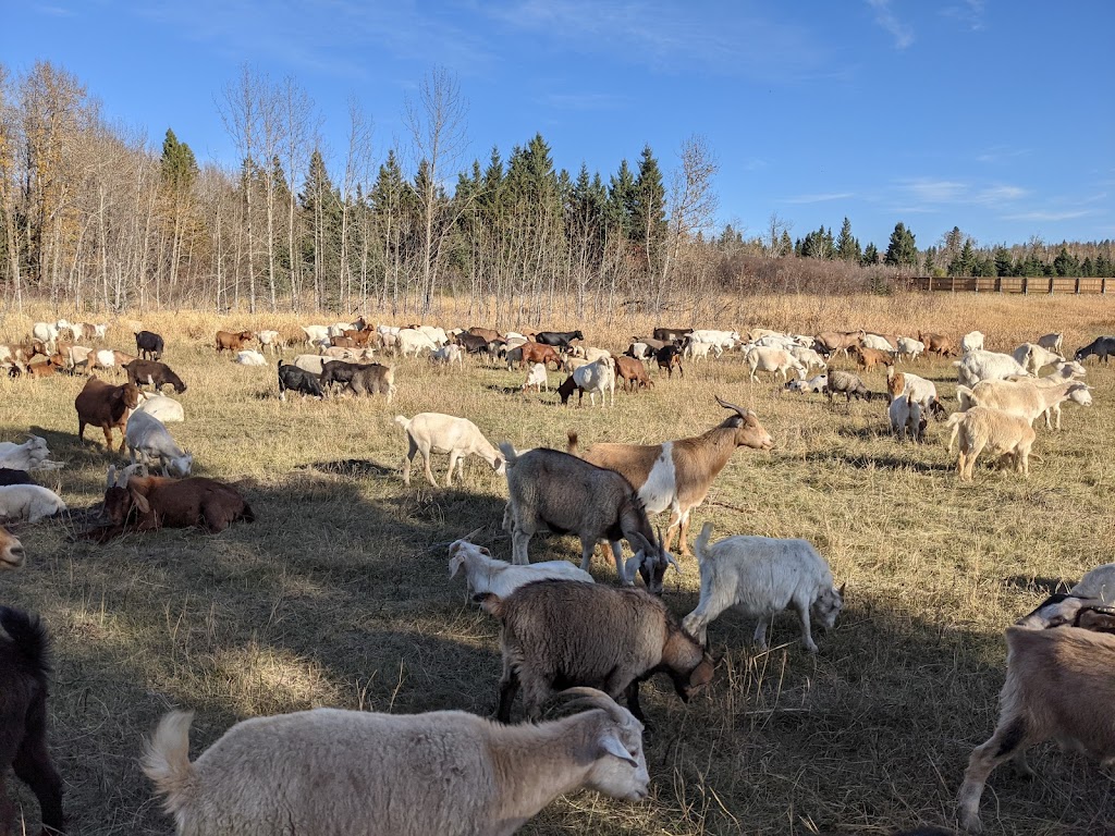 Gaetz Lakes Migratory Bird Sanctuary | 6300 45 Ave, Red Deer, AB T4N 3M4, Canada | Phone: (403) 346-2010