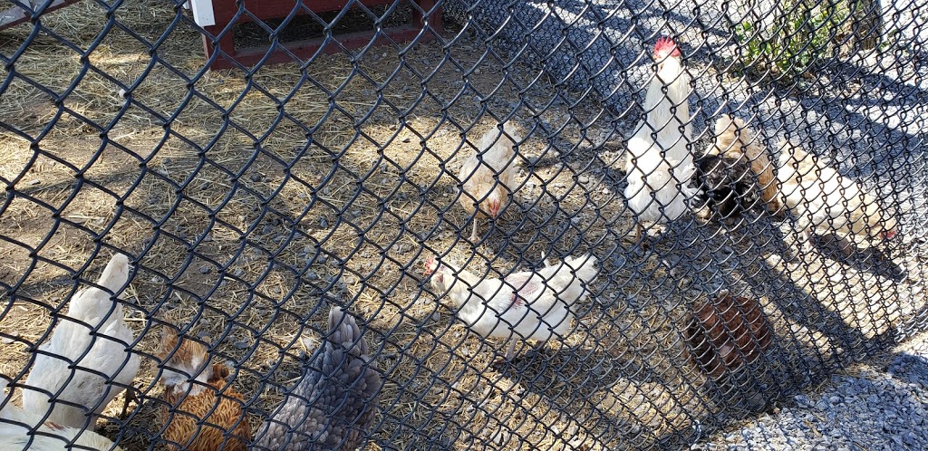 The Big Apple Petting Zoo | 262 Orchard Rd, Colborne, ON K0K 1S0, Canada | Phone: (905) 355-2574