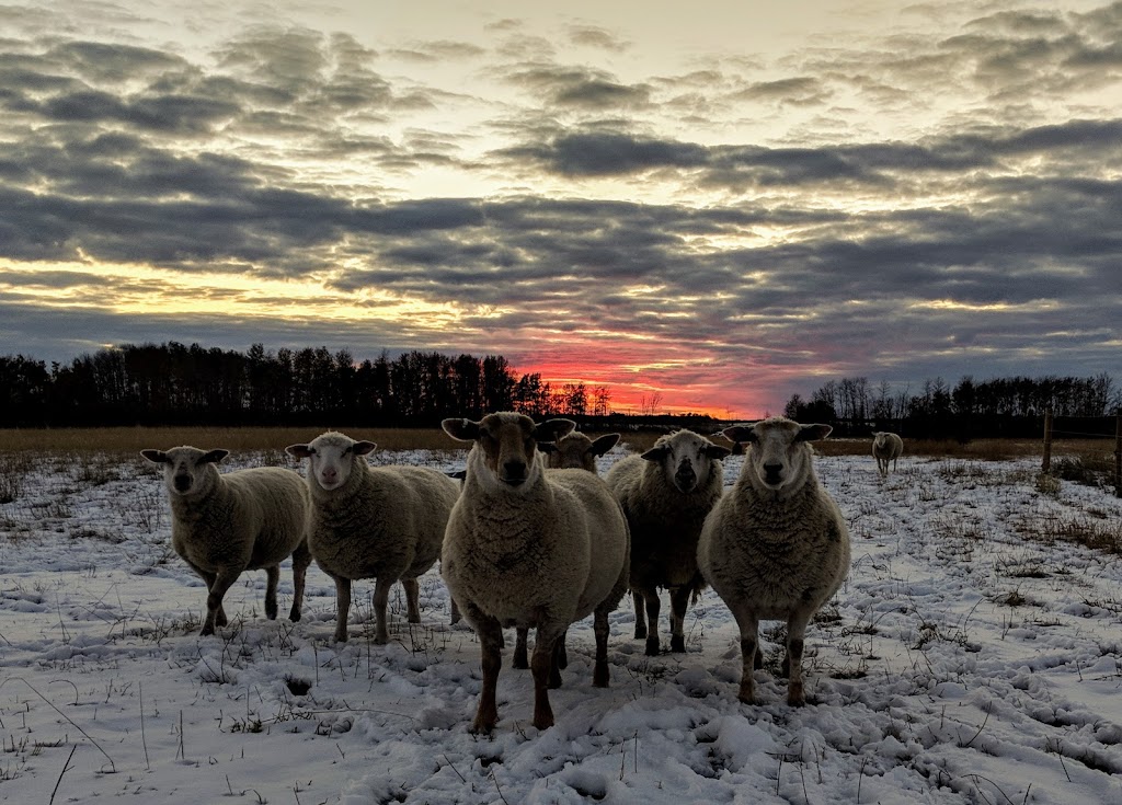 Haynestock Farms | Box 627, Ituna, SK S0A 1N0, Canada | Phone: (306) 621-0908