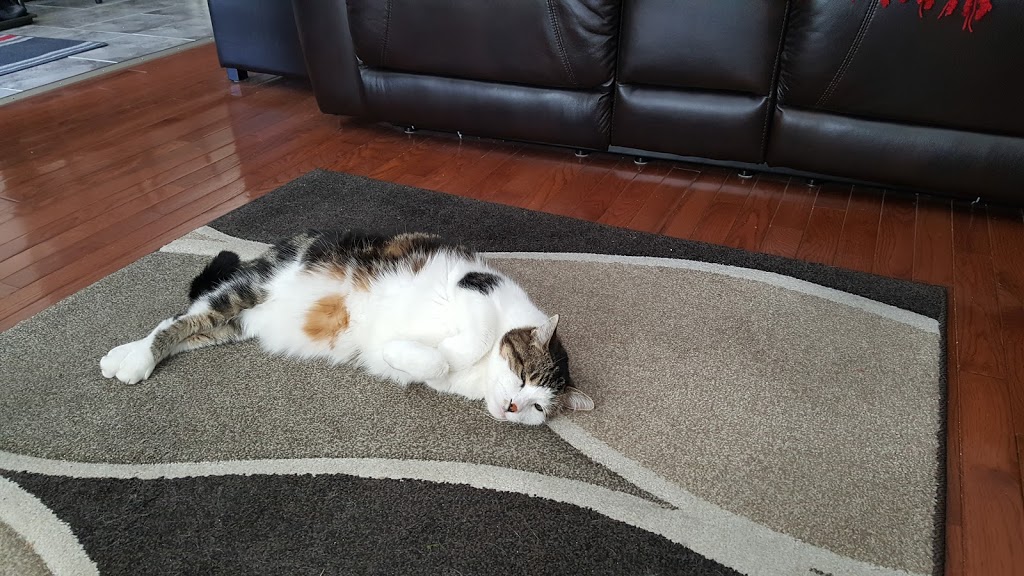 Pet Valu | 200 Fitch St, Welland, ON L3C 4V9, Canada | Phone: (905) 732-7165
