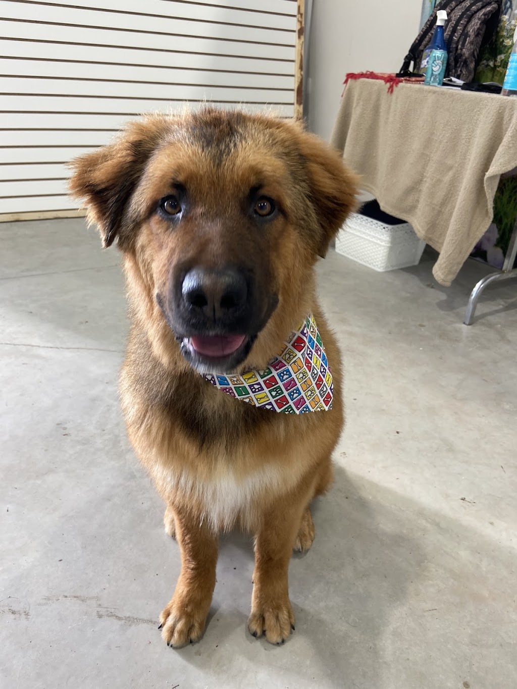 Roc N Dukes Pet Supplies Mount Forest | 219 Industrial Dr, Mount Forest, ON N0G 2L1, Canada | Phone: (888) 489-3431