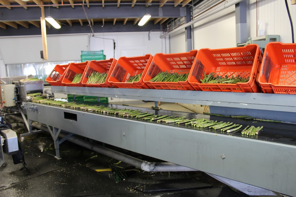Asperges Primera | 1550 Rang St Albert, Saint-Thomas, QC J0K 3L0, Canada | Phone: (450) 803-6261