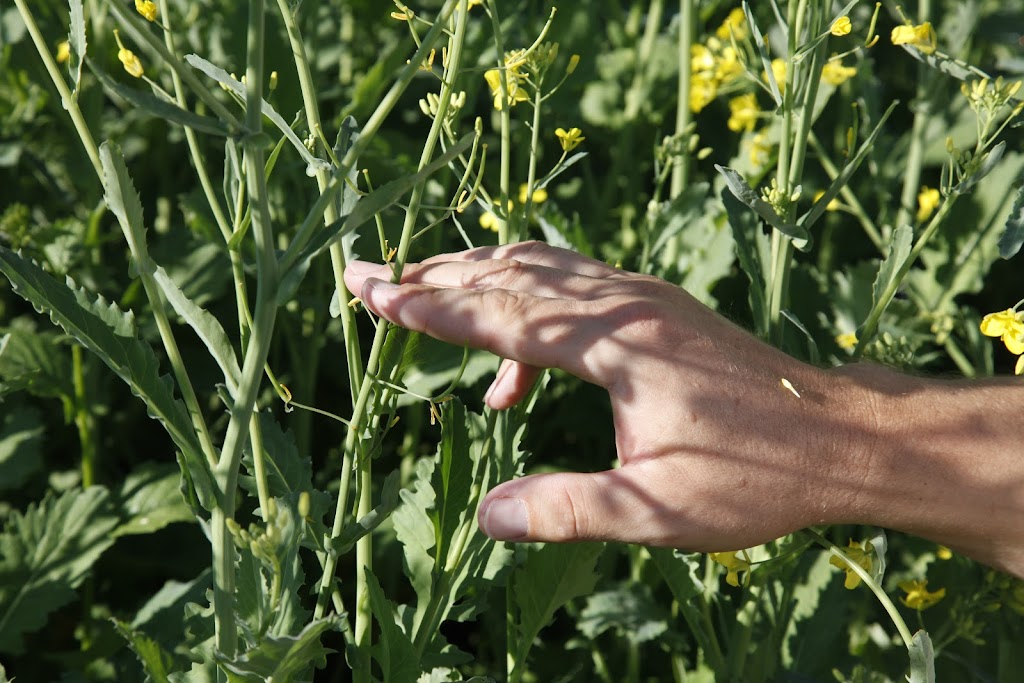 Derek Erb Seeds Inc. | 5083 Pth # 2, West, Oak Bluff, MB R0G 1N0, Canada | Phone: (204) 792-6744