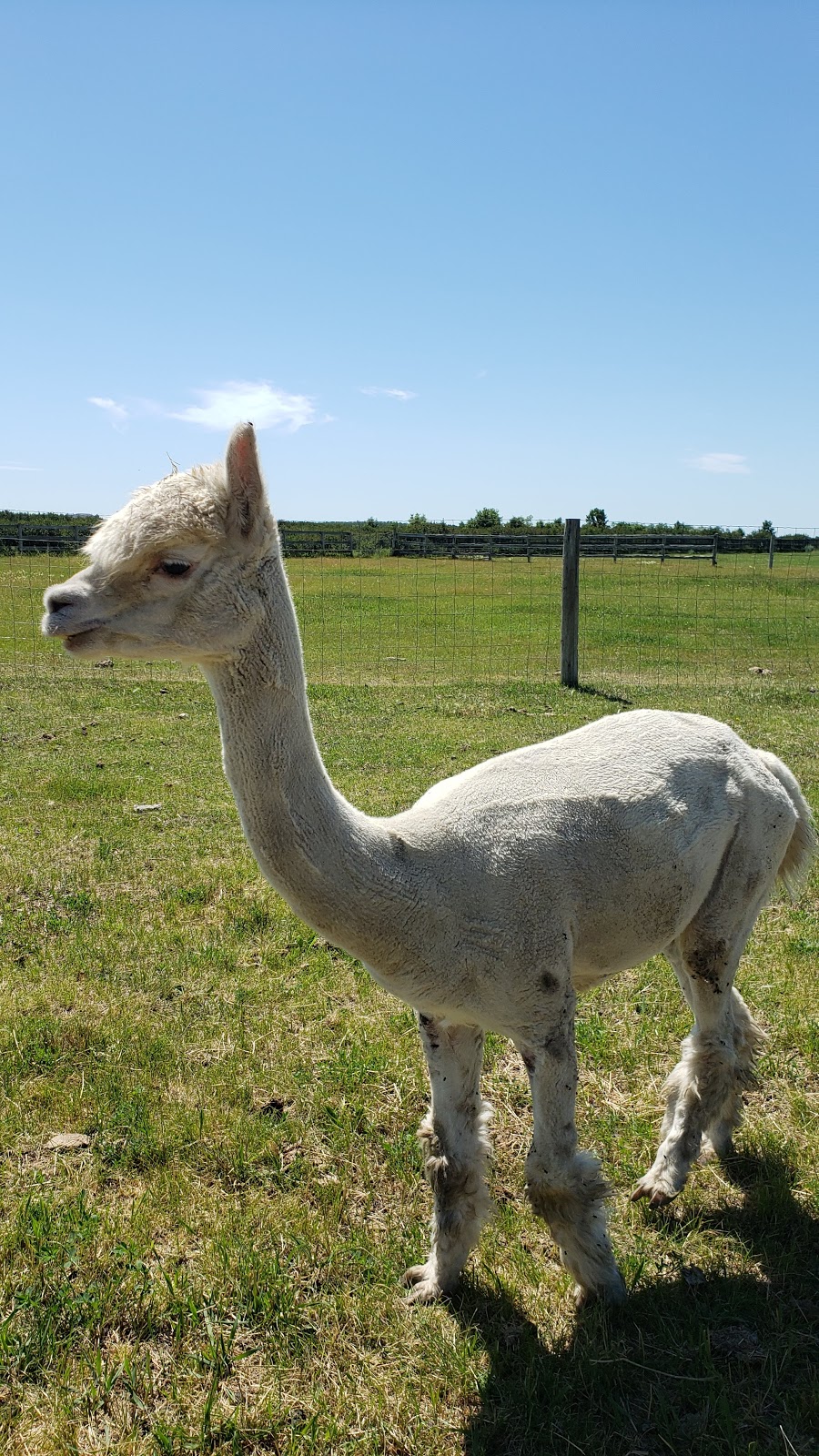Purple Berry Orchard | Perimeter Hwy, Manitoba R0H 1E0, Canada | Phone: (204) 461-2623