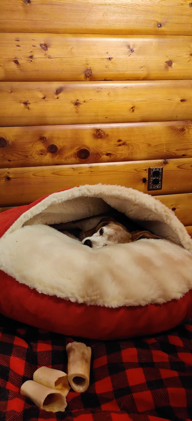 Beagle Farm | Range Rd 255, Clive, AB T0C 0Y0, Canada | Phone: (403) 396-8892