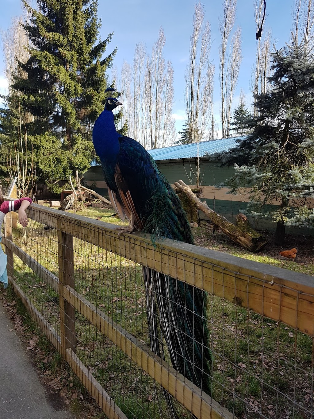 Greater Vancouver Zoo | 5048 264 St, Aldergrove, BC V4W 1N7, Canada | Phone: (604) 856-6825