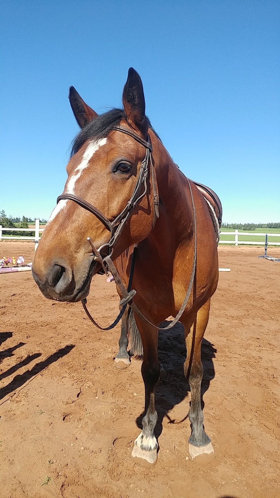Bay Breeze Stable | 3312 Rte 10 Rd, Borden-Carleton, PE C0B 1X0, Canada | Phone: (902) 439-3784