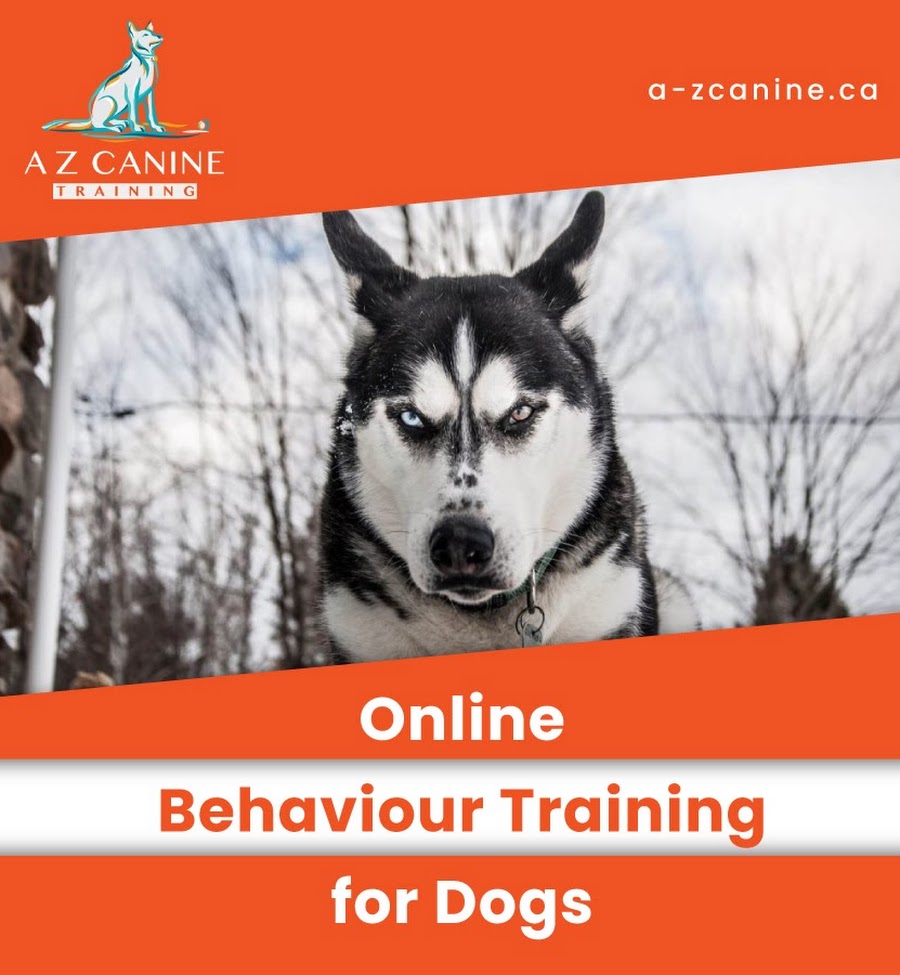 A-Z Canine Training | 7531 13th Ave, Burnaby, BC V3N 2E3, Canada | Phone: (604) 341-6509