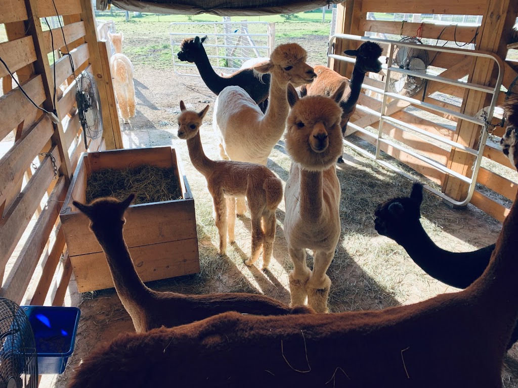 Silver Birch Alpacas | 4650 County Rd 9, Greater Napanee, ON K7R 3K8, Canada | Phone: (416) 802-7750