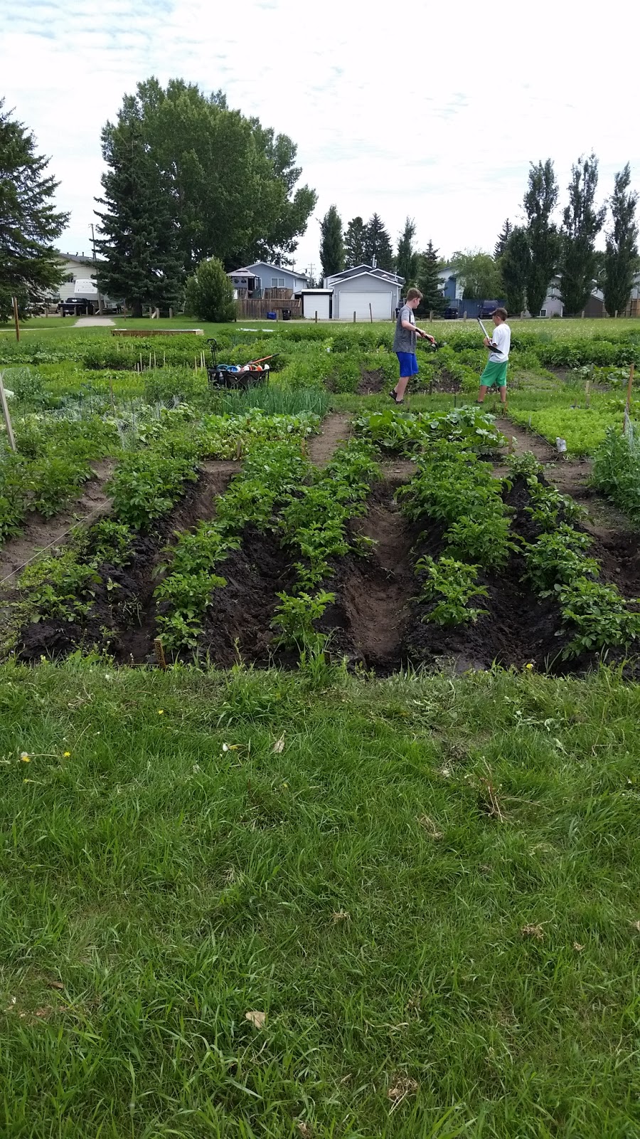 Aspen Community Garden | Aspen Dr, Blackfalds, AB T0M 0J0, Canada | Phone: (403) 885-4677