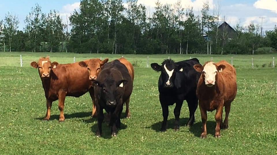 Ferme yannick St-Pierre | 311 Rue Principale Est, Sainte-Hélène-de-Kamouraska, QC G0L 3J0, Canada | Phone: (418) 551-4491