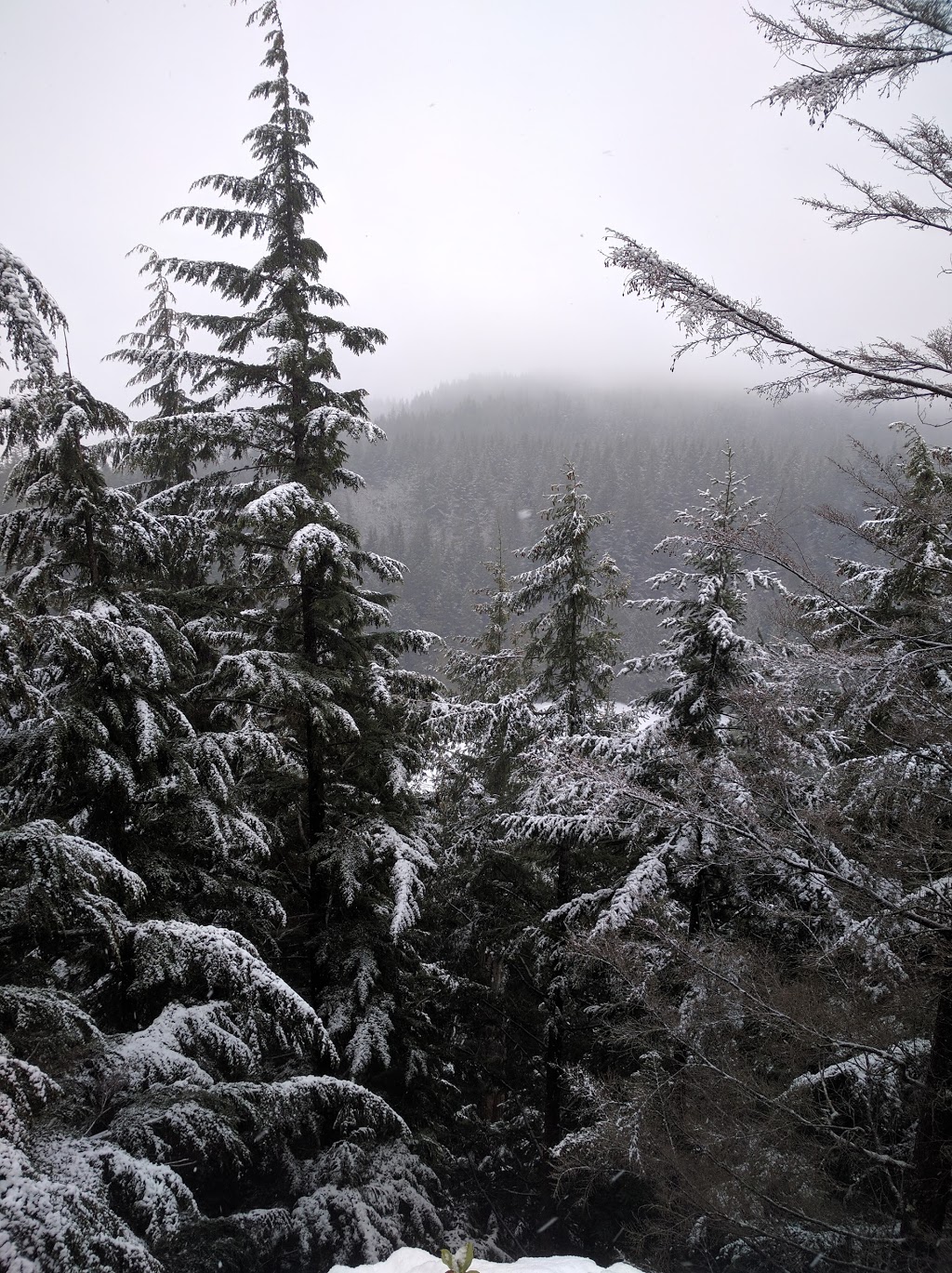 Chuckanut Mountain / Pine & Cedar Lakes County Park | Pine and Cedar Lakes Trail, Bellingham, WA 98229, USA | Phone: (360) 733-2900