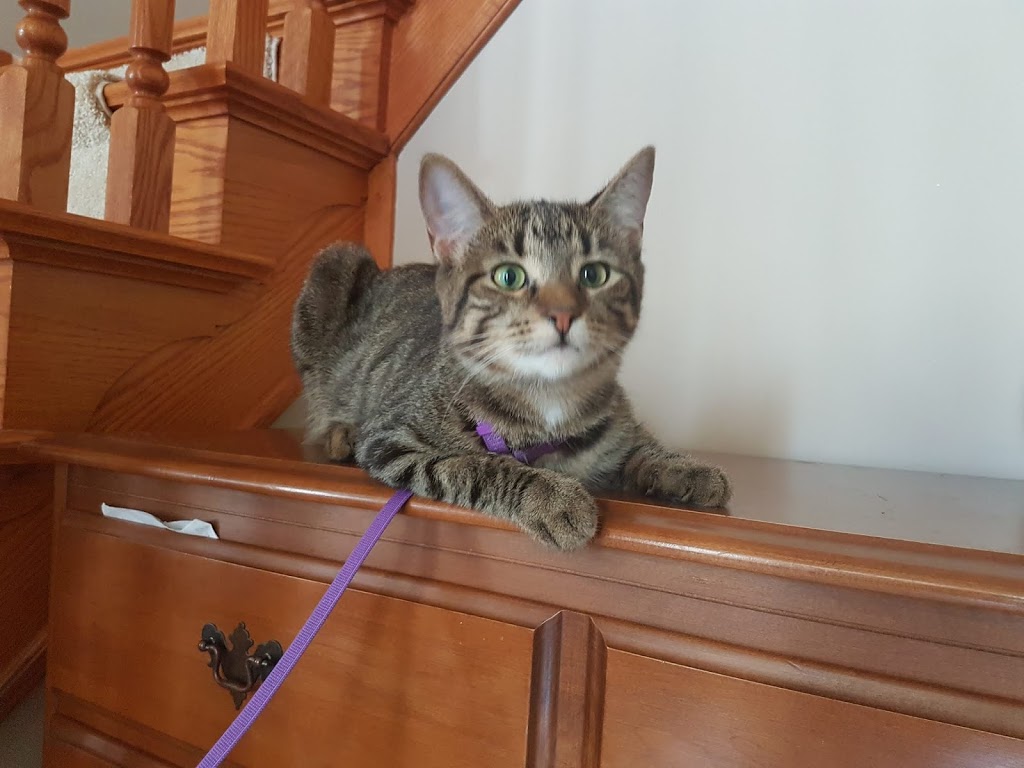 Pet Valu | 1225 Wonderland Rd N, London, ON N6G 2V9, Canada | Phone: (519) 657-5476