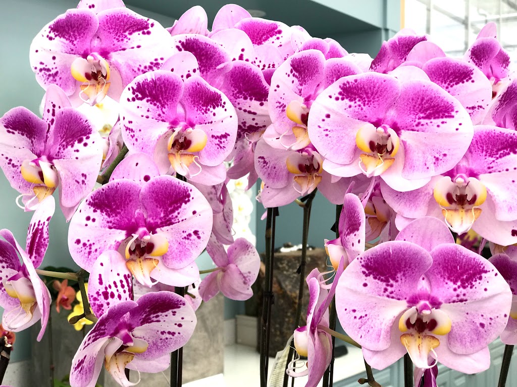 Oriental Orchids Ltd. | 6039 12th Ave, Burnaby, BC V3N 2J2, Canada | Phone: (604) 515-7133