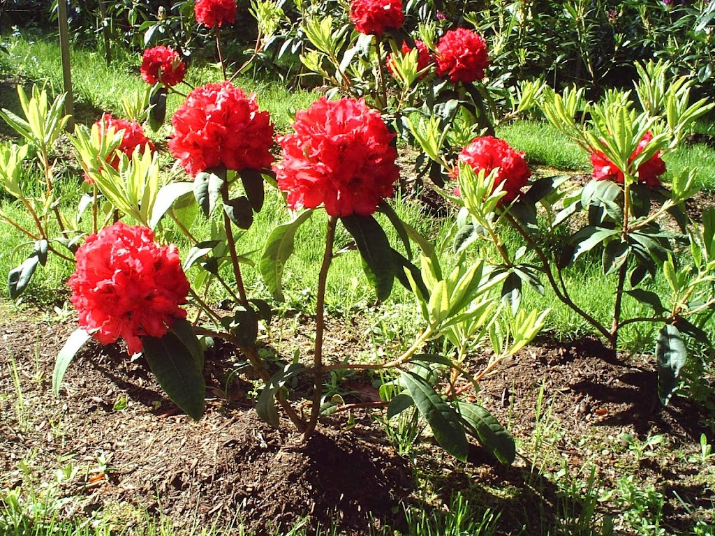 BNN RHODODENDRONS NURSERY | 43204 Honeysuckle Dr, Chilliwack, BC V2R 4A4, Canada | Phone: (604) 795-2354