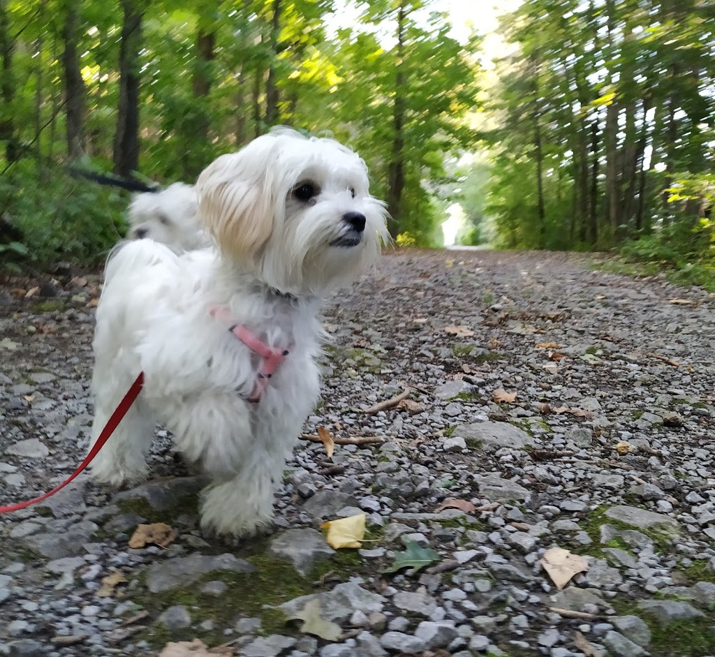 Kanata Dog Sitter & Walker | 243 Tandalee Crescent, Kanata, ON K2M 0A1, Canada | Phone: (613) 663-5702