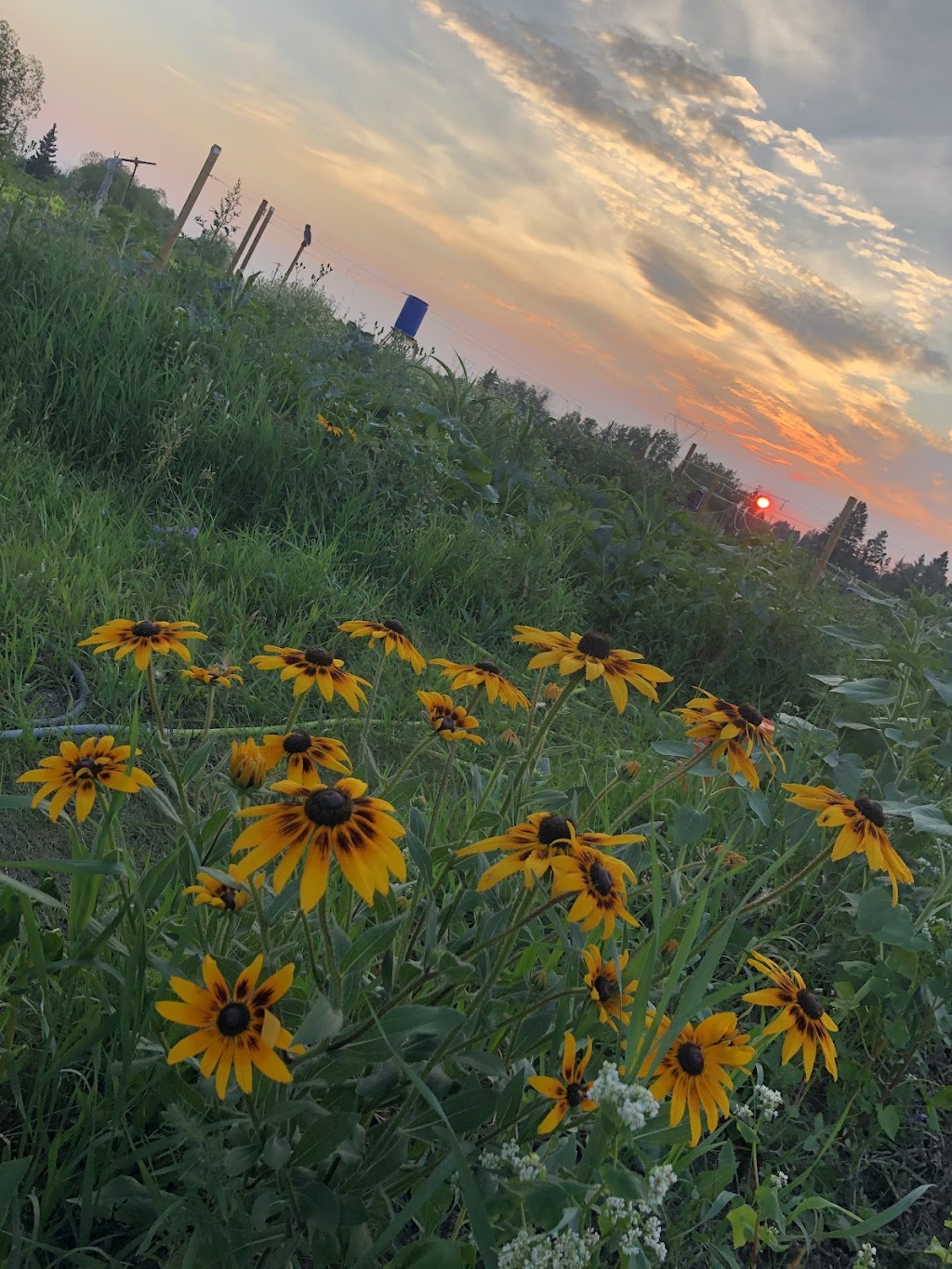 Coconut Grove Urban Farmstead | 53215 RR 272, Spruce Grove, AB T7X 3M6, Canada | Phone: (306) 999-0400