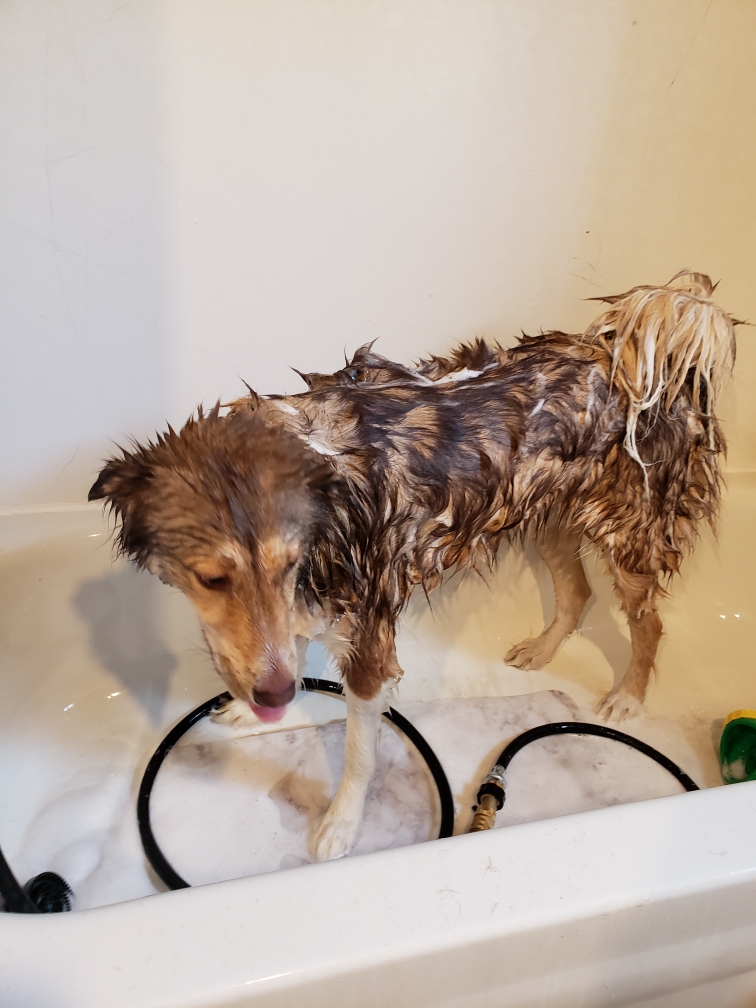 Pup Scrubs | 257 Talbot Street Rear, St Thomas, ON N5P 1B3, Canada | Phone: (519) 694-8827