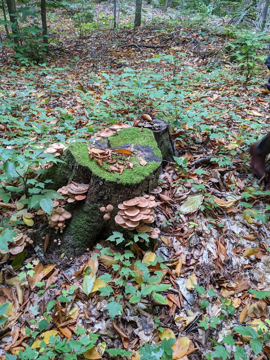 La Manne à Menoum | Accès via Chemin Flora-Marchand, 145 QC-155, Grandes-Piles, QC G0X 1H0, Canada | Phone: (819) 609-9931