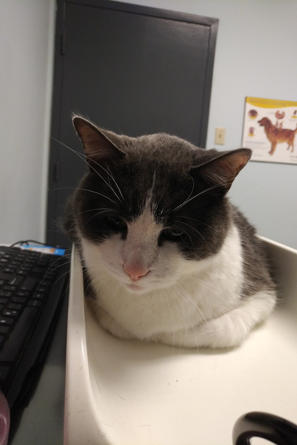 Taschereau Veterinarian Hospital | 303 Rue Lawrence, Greenfield Park, QC J4V 2Z5, Canada | Phone: (450) 465-6511