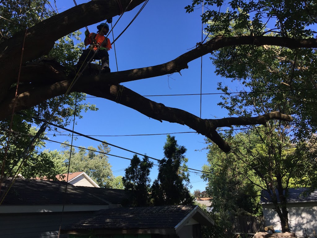 Limbwalker Tree Services | 1188 Sorrel Rd, London, ON N5V 2N3, Canada | Phone: (519) 854-6150