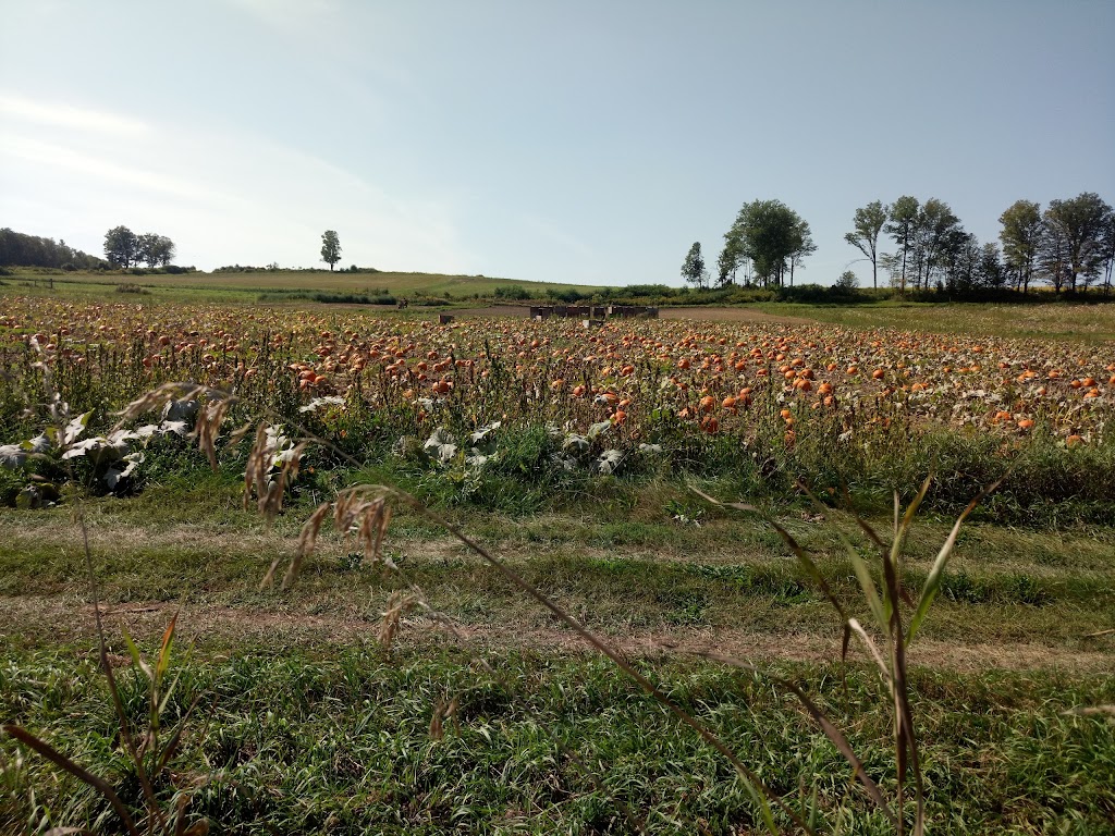 Johnstons Farm Market | 10704 Northumberland County Rd 28, Bailieboro, ON K0L 1B0, Canada | Phone: (705) 939-1737