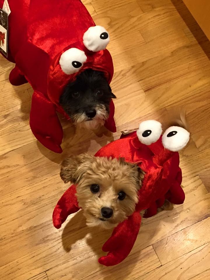 5 Corners Animal Hospital | 2799 Southwestern Blvd #100, Orchard Park, NY 14127, USA | Phone: (716) 677-4477