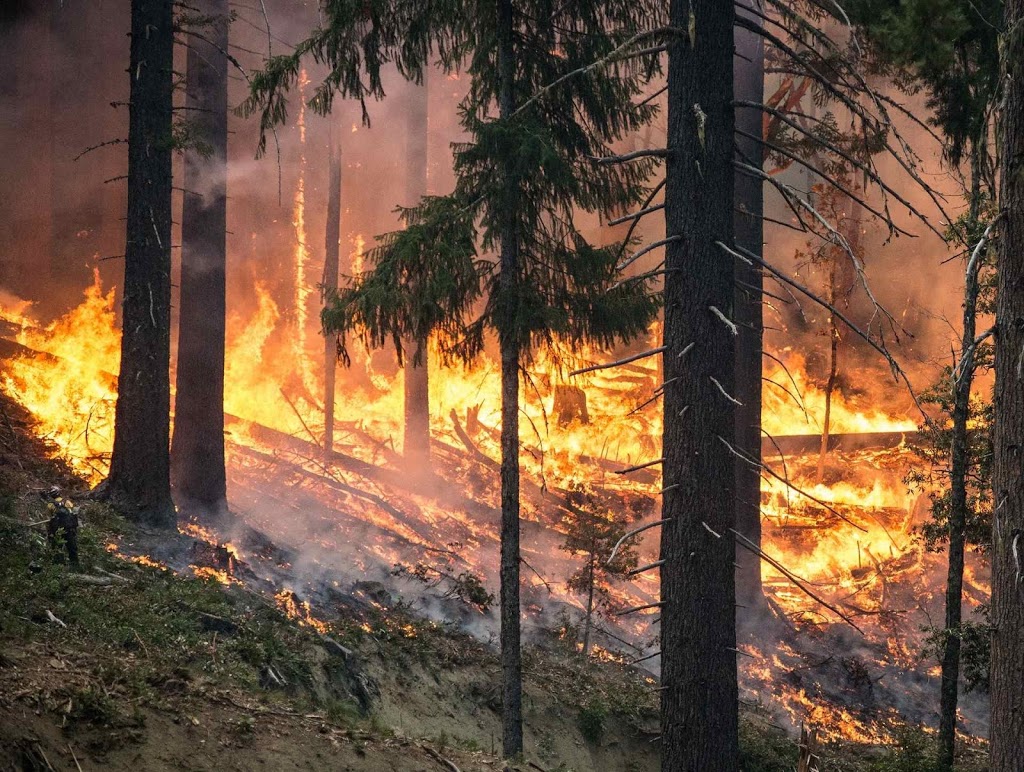 Brushpunks Forestry Services | 4218 6th avanue, Peachland, BC V0H 1X5, Canada | Phone: (250) 717-7886