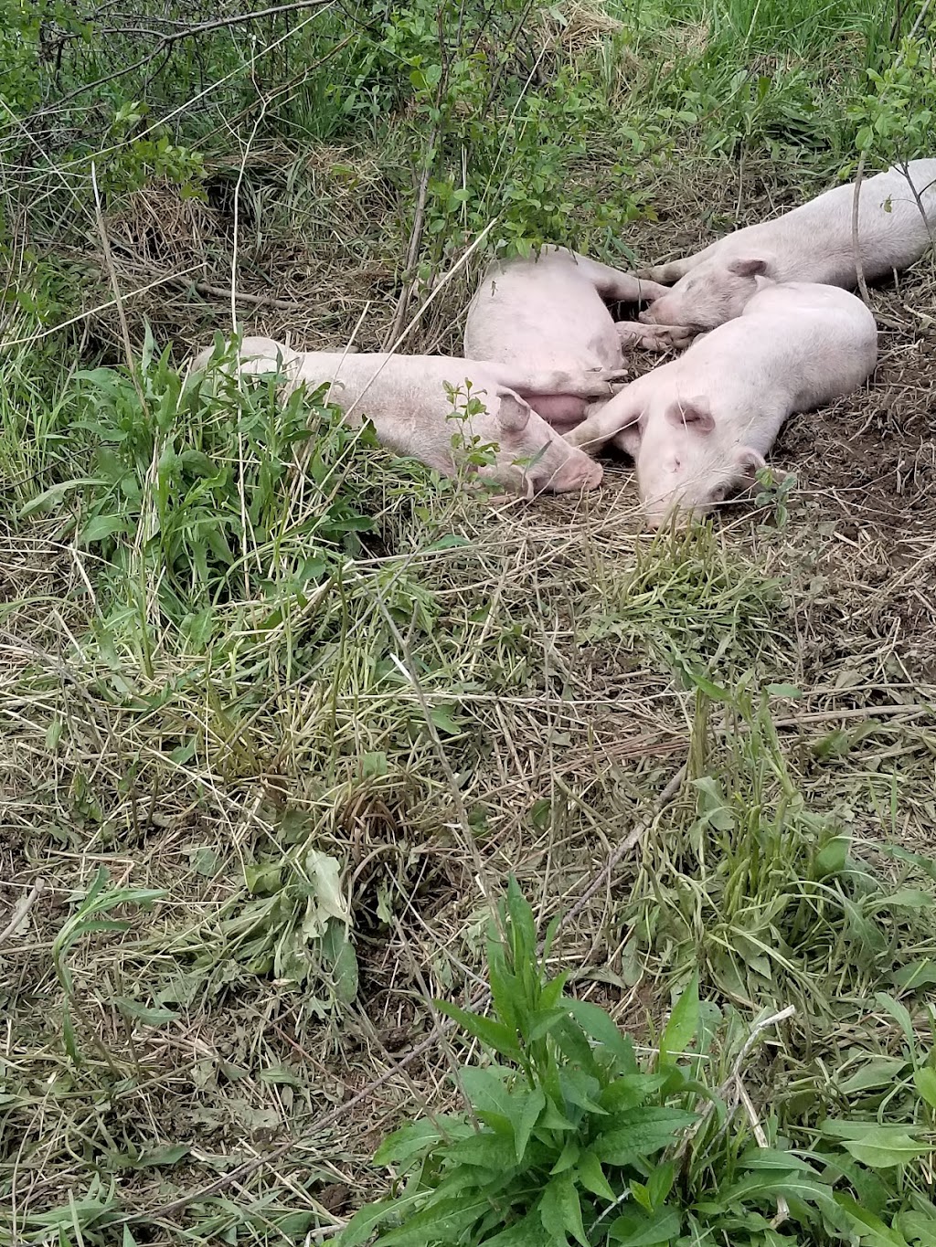 Applewood Farm | 4391 Scotland Dr, London, ON N6L 1L5, Canada | Phone: (519) 668-1515