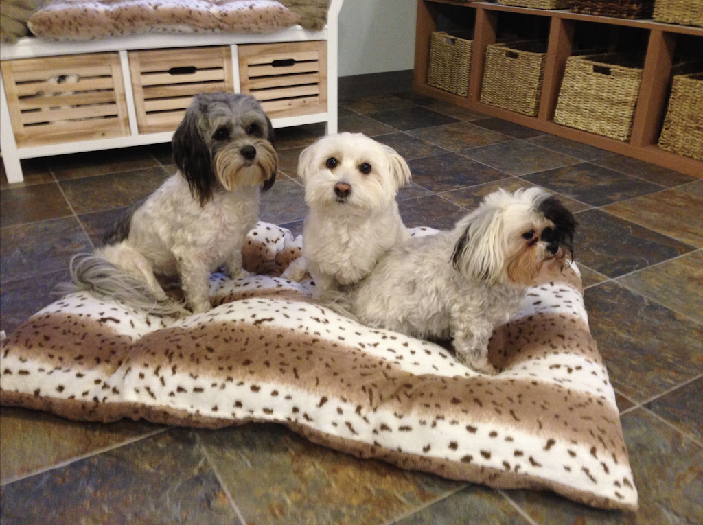 Little Dog Retreat | 617 Banks Ave, Parksville, BC V9P 2S1, Canada | Phone: (250) 751-4646