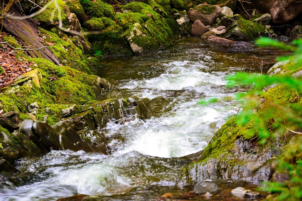 Iridescent Imagery | 24B Irving St, Dartmouth, NS B2W 1J9, Canada | Phone: (902) 412-1845