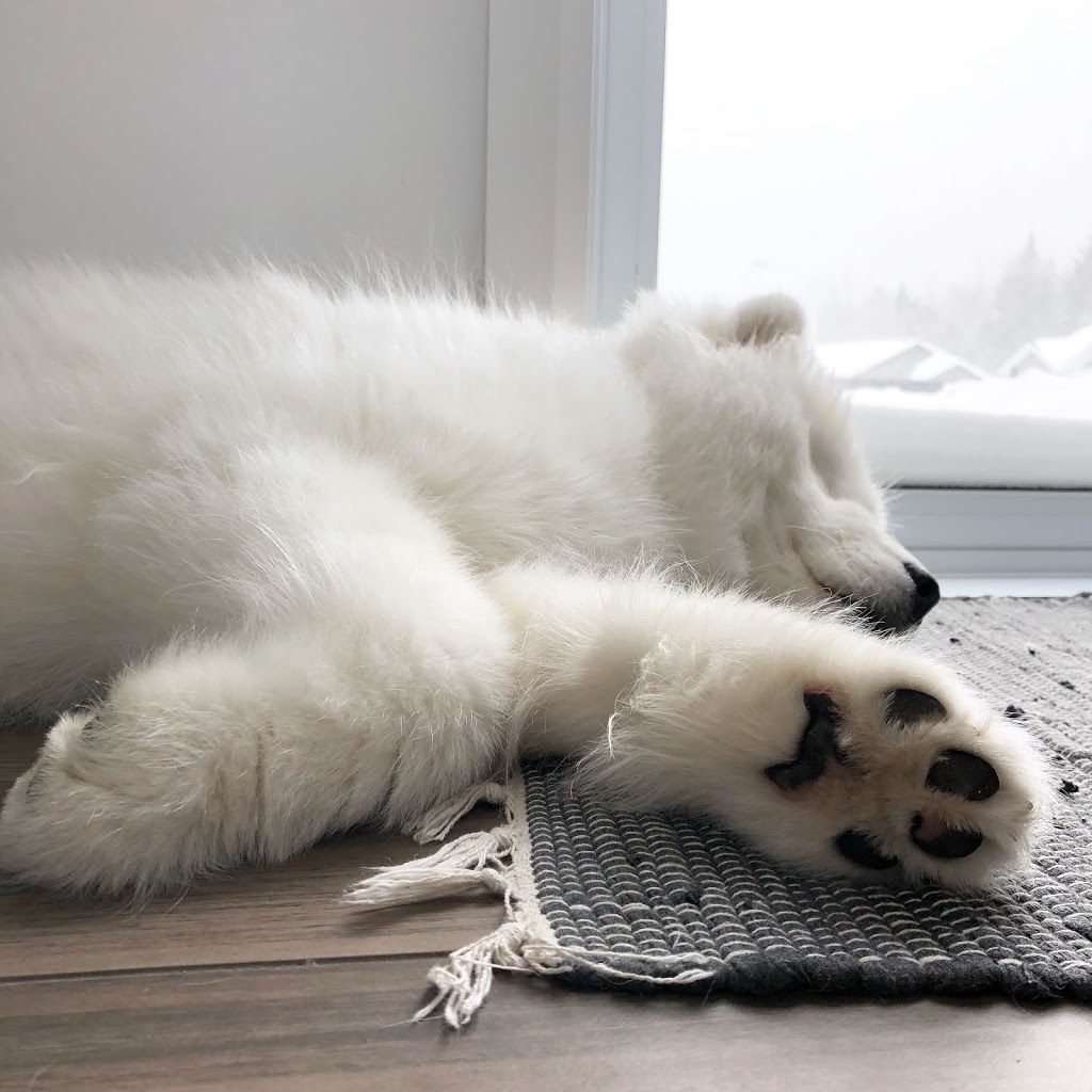 Aqua Confort Animal | 1697 Rue Notre Dame, LAncienne-Lorette, QC G2E 3B9, Canada | Phone: (418) 914-3444