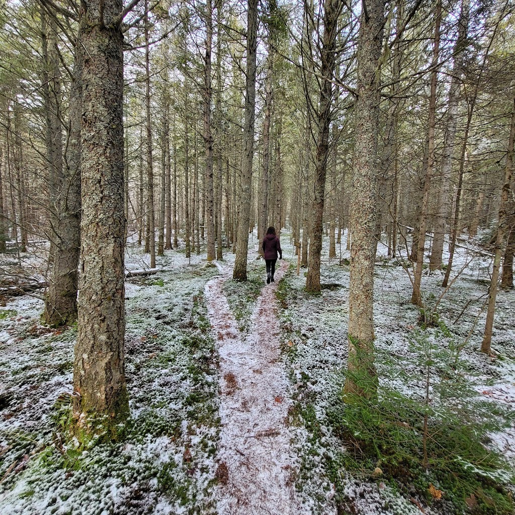 PEI Forestry: Brookvale Demo Woodlot | Brookvale Demo Woodlot Rd, North Wiltshire, PE C0A 1Y0, Canada | Phone: (902) 368-4700