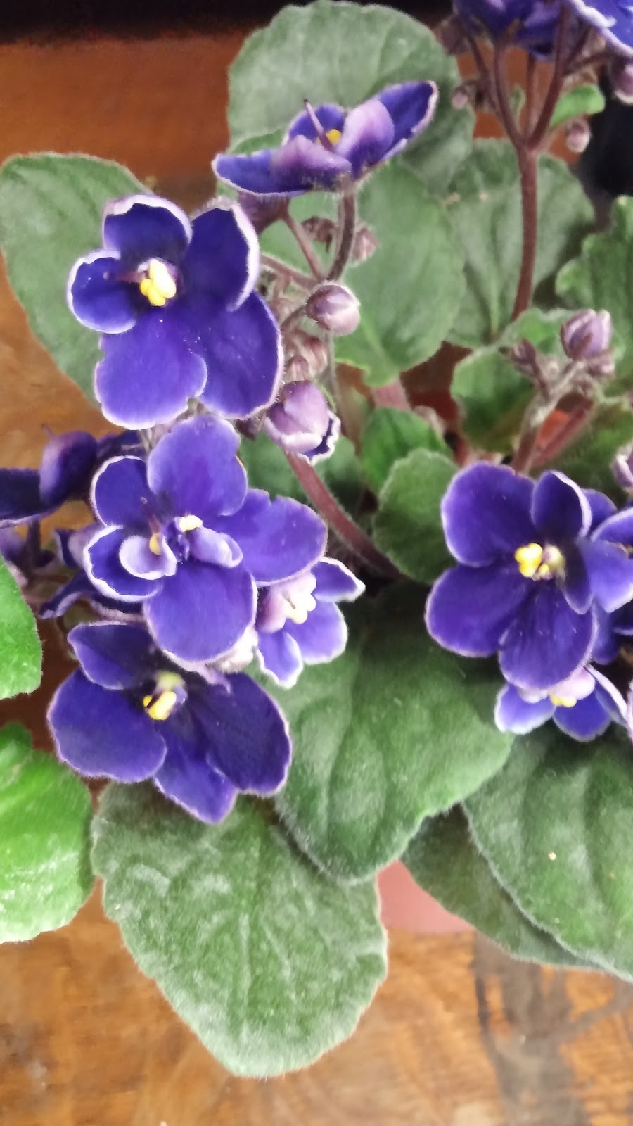 Labelle Flowers | 270 George St, Arthur, ON N0G 1A0, Canada | Phone: (519) 848-5027