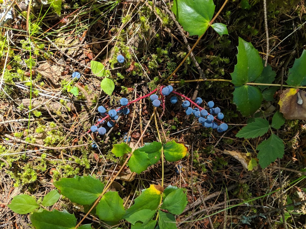 Baker Preserve Trail | Seacrest Dr, Lummi Island, WA 98262, USA