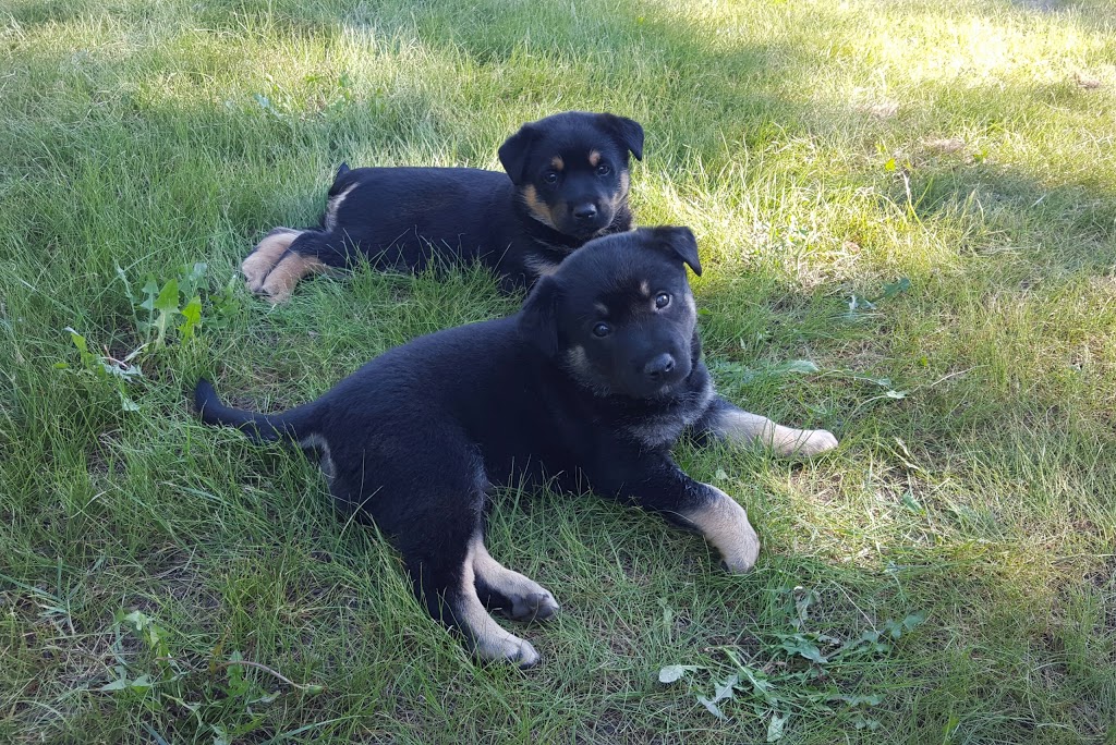 Apex Animal Clinic Ltd | 800 Veterans Boulevard Northwest #305, Airdrie, AB T4B 3G9, Canada | Phone: (403) 945-8150