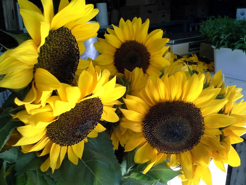 Brandner Farms Organics | 1390 Walker Rd, Windsor, ON N8Y 4T9, Canada | Phone: (519) 252-0006