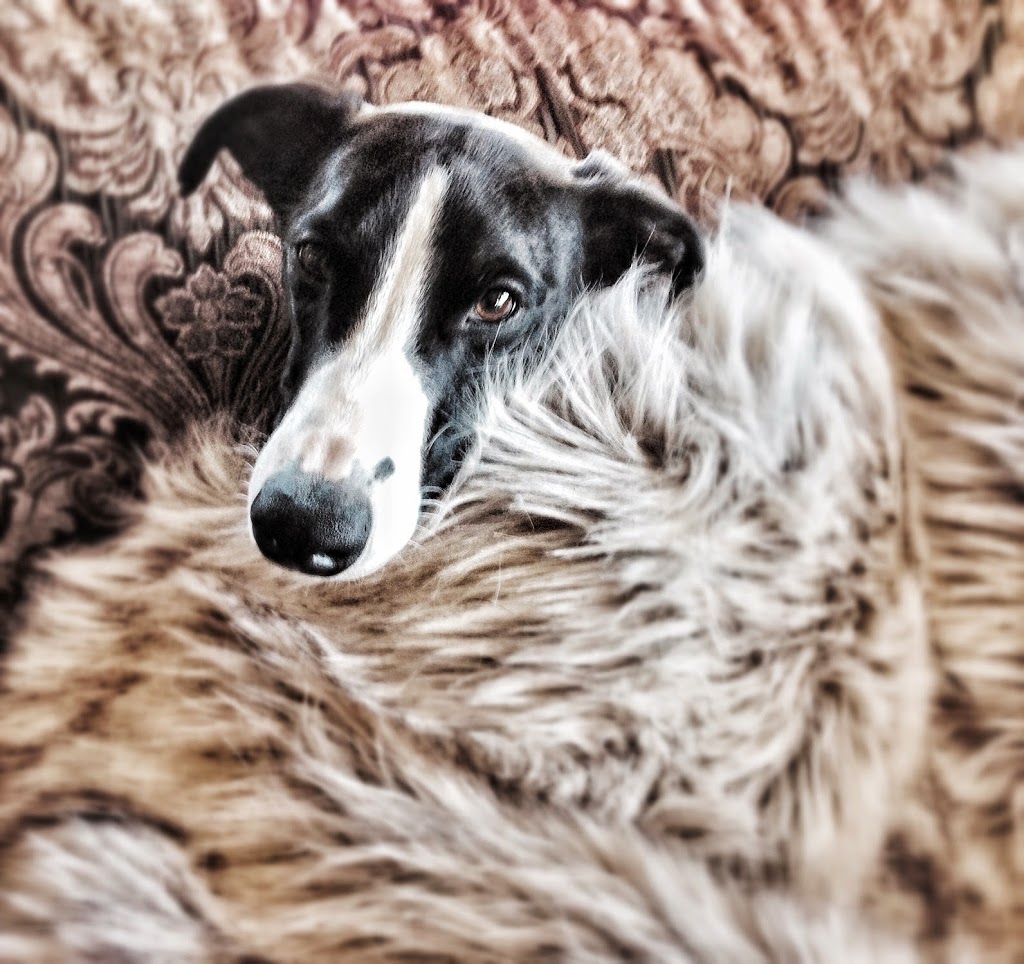 Panorama Veterinary Service | 10051 BC-97 #21, Lake Country, BC V4V 1P6, Canada | Phone: (250) 766-4310