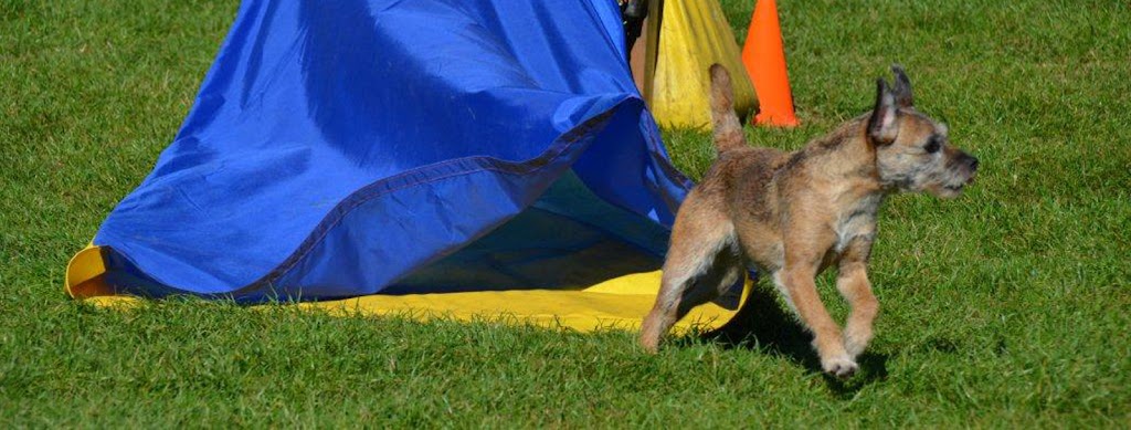 New Discoveries Dog Training | 2256 Glenmore Rd, Campbell River, BC V9H 1C8, Canada | Phone: (250) 203-7968